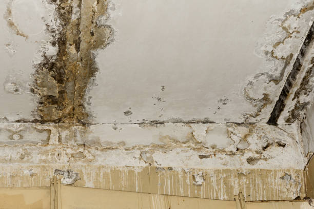 Professional Mold Removal in Bridge City, TX