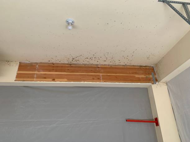 Best Mold Damage Restoration  in Bridge City, TX