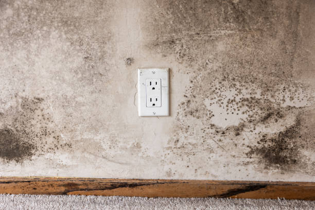 Best Post-Remediation Verification Testing  in Bridge City, TX